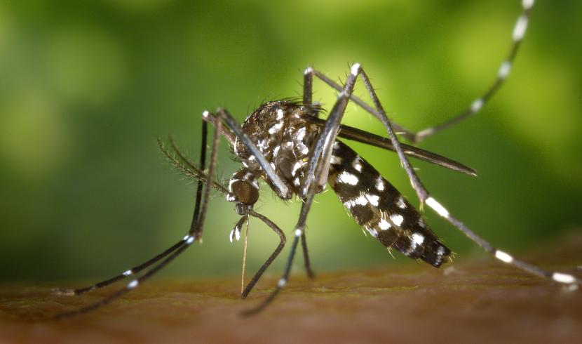 Thionville : le moustique tigre détecté