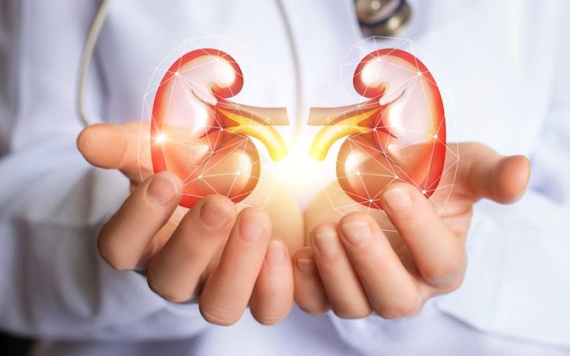 15 mars à Metz : une journée consacrée au dépistage des maladies rénales