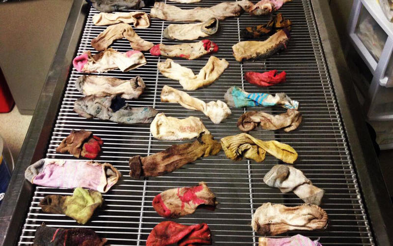 43 chaussettes dans l'estomac d'un chien