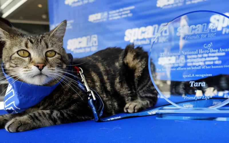 Catwoman a été décorée