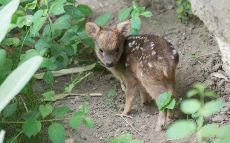 Connaissez vous le pudu ?