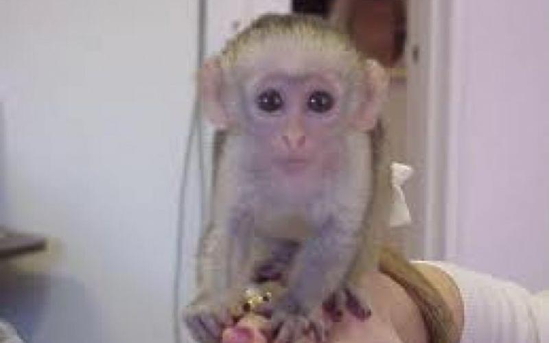 Cure de repos et soins pour le singe capucin qui avait fuit sur les toîts d'Hayange