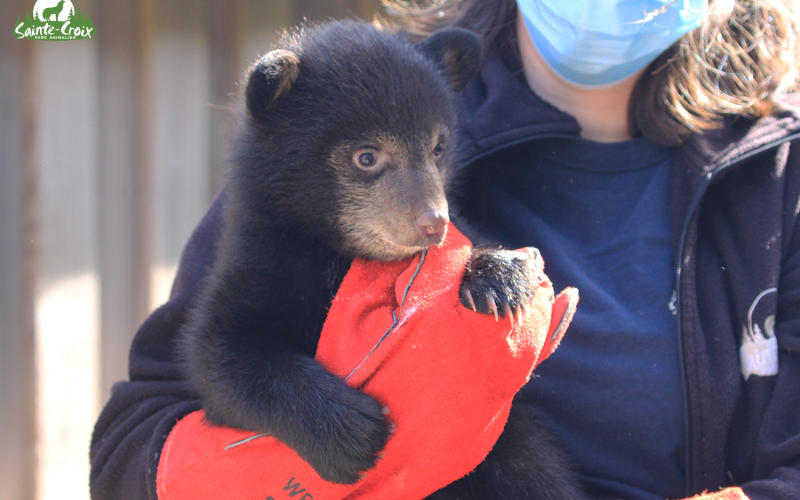 De nouvelles naissances d'oursons au Parc de Sainte-Croix