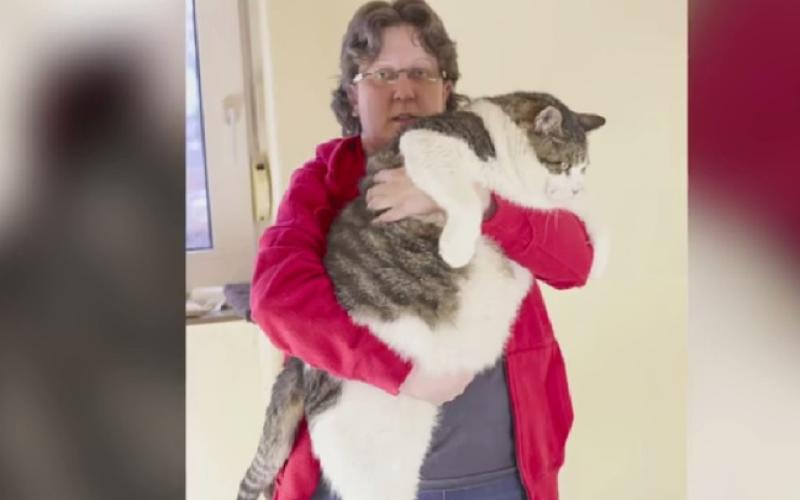 Elvis, le plus gros chat au monde