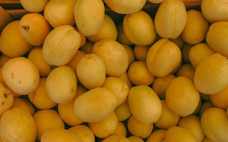 Fêtes de la Mirabelle à Metz : le programme