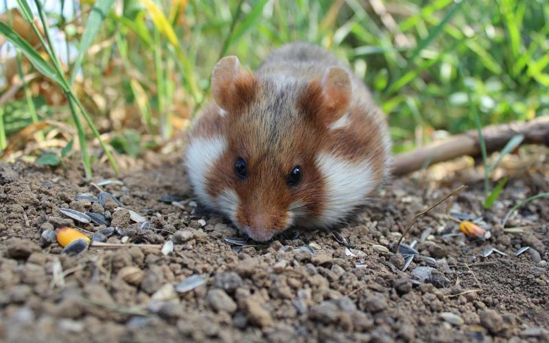 Grand Est : des lâchers de grands hamsters pour compenser le GCO de Strasbourg