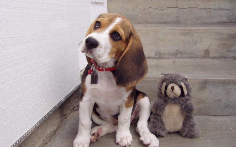 Le chien ou la copine, il faut choisir !