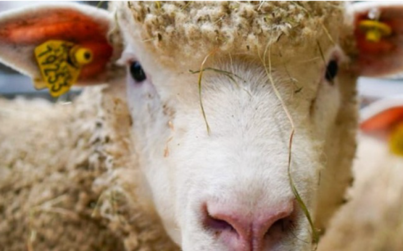 Le « Comptoir Qualité MOSL », à l'honneur au salon de l'agriculture