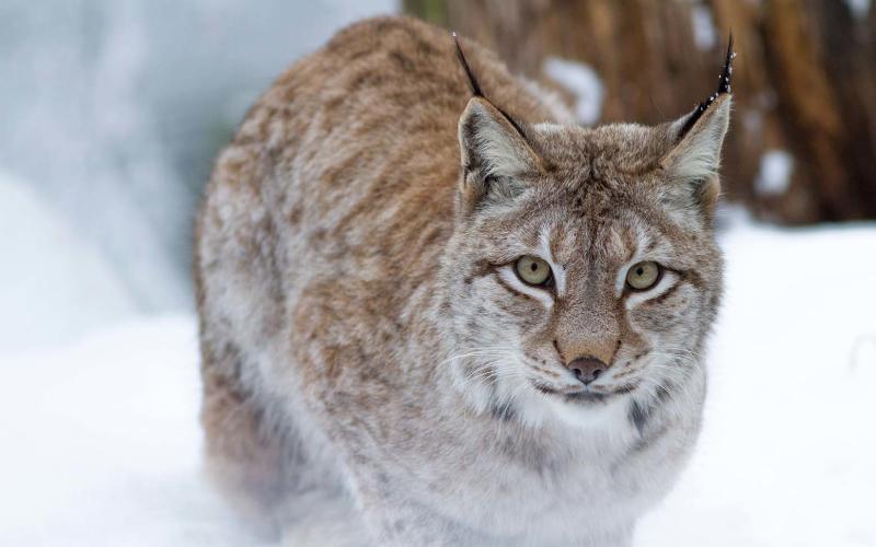 Le Parc de Sainte-Croix, ouvre ses portes durant les vacances d'hiver !