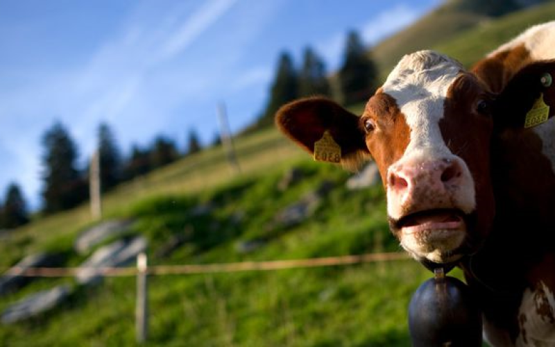 LORRAINE : elle découvre un drôle d'invité dans sa piscine