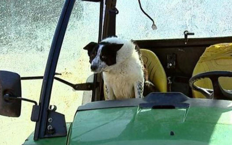 Un chien prend le volant