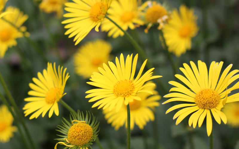 Vosges : la cueillette de l'Arnica est annulée