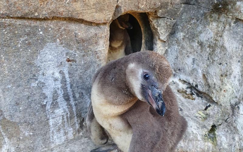 Zoo d'Amnéville : de nouvelles naissances