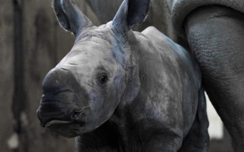 Zoo d'Amnéville : naissance d'un bébé rhinocéros