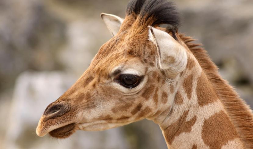 Zoo d'Amnéville : première naissance d'un bébé girafe !