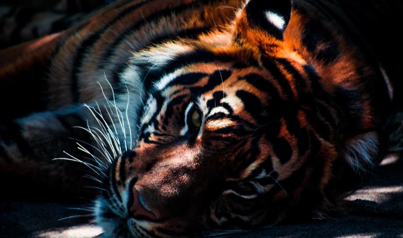 Amnéville : fin du spectacle "Tiger World"