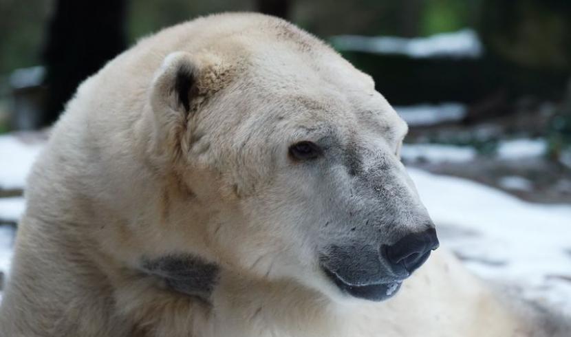 Zoo d'Amnéville : l'ours Tromso est mort