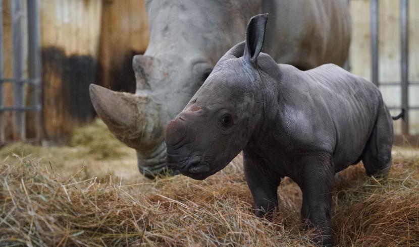 Amnéville : le bébé rhinocéros "Mosl", naît au zoo