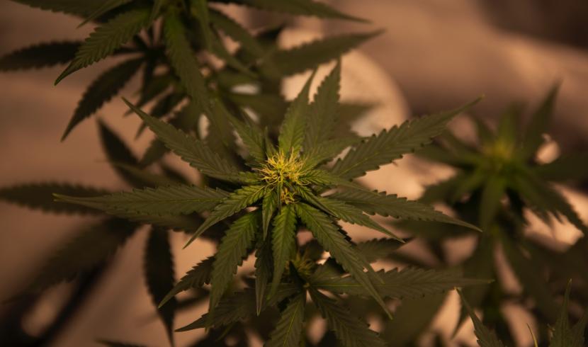Moselle : des milliers de plants de cannabis découverts dans une habitation