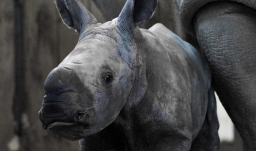 Zoo d'Amnéville : naissance d'un bébé rhinocéros