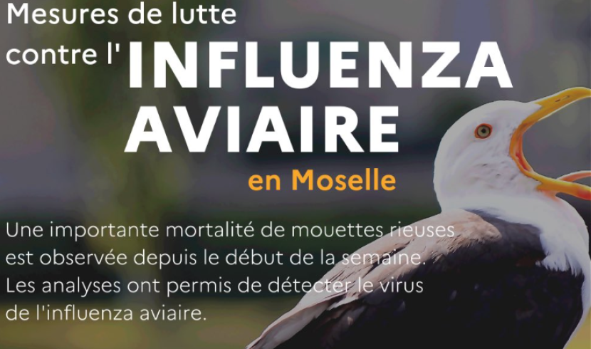 Moselle : poursuite des mesures de lutte contre l’influenza aviaire 