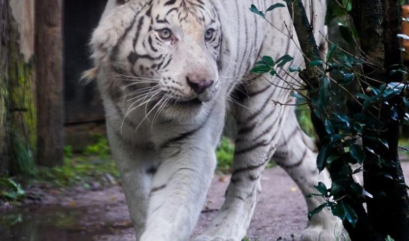 Zoo d'Amnéville : le tigre Kantaji, est mort