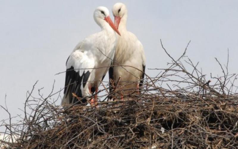 13 ans de fidélité entre deux cigognes