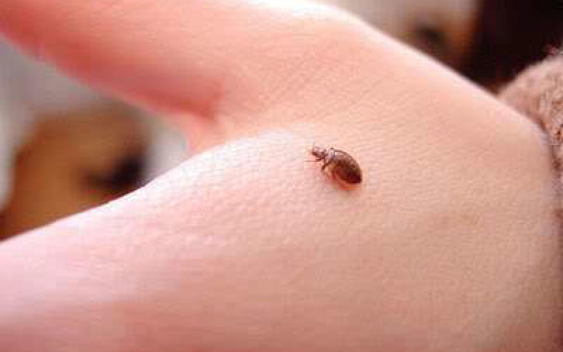 Après l'épisode thionvillois, les punaises de lits font parler d'elles à Metz