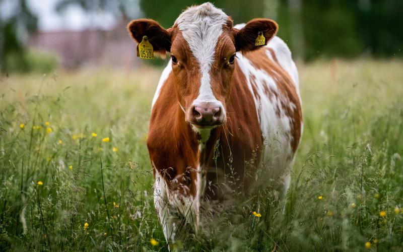 Azoudange : plus de 30 secouristes pour sortir une vache tombée dans une fosse