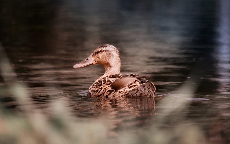 Cas d'influenza aviaire au lac de Madine : de nouvelles mesures de prévention
