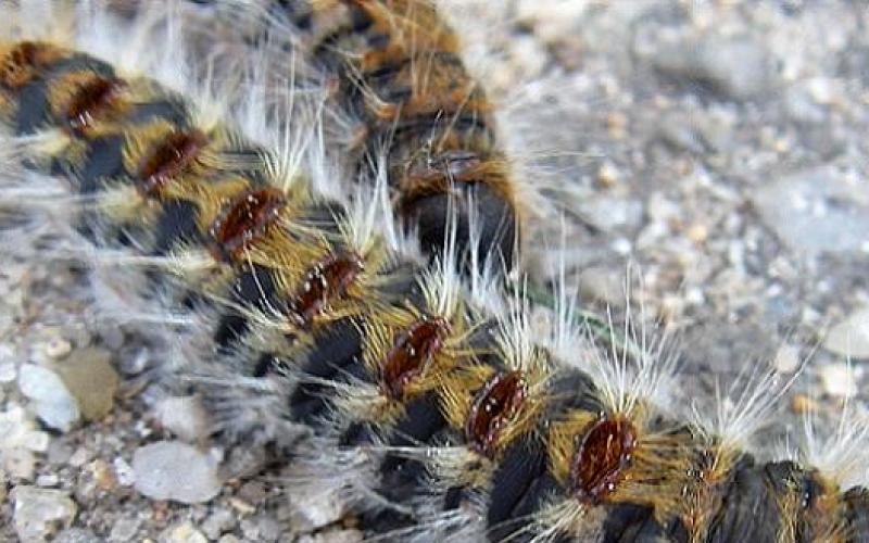 Chenilles urticantes : les habitants du thionvillois attendent des explications