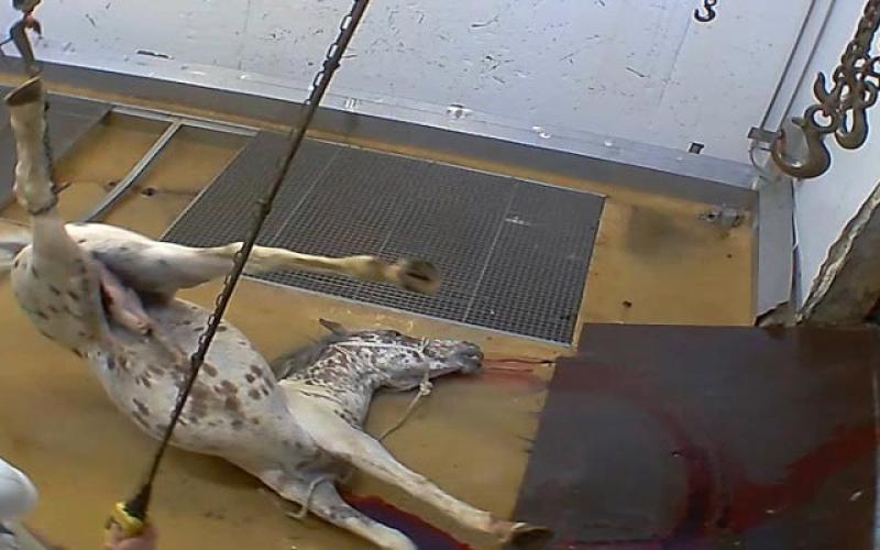 Deux abattoirs du Sud de la France dans le viseur de l'association L214