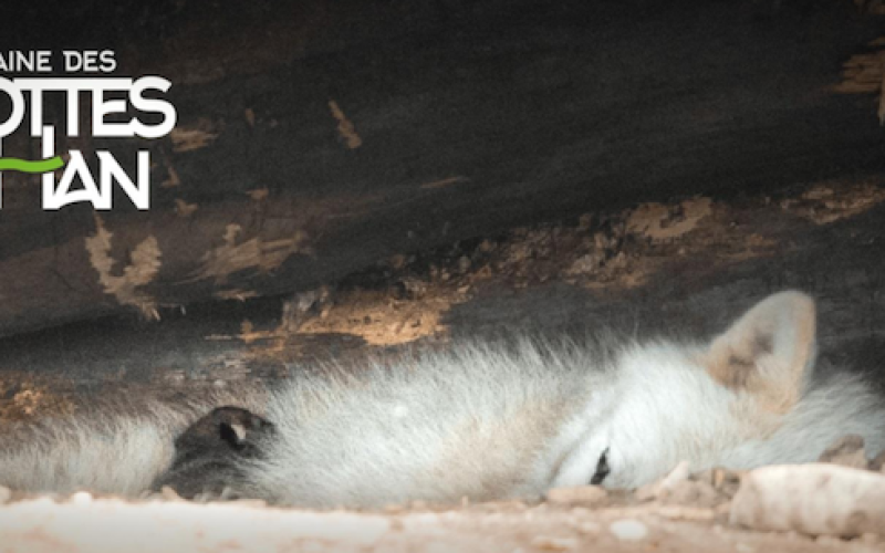 Grottes de Han : découvrez le  premier louveteau arctique né au domaine belge !