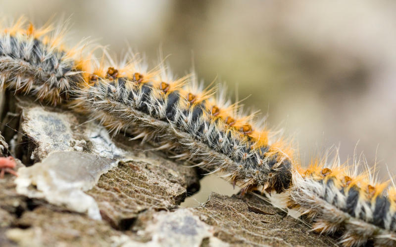 Guénange : la chasse aux chenilles processionnaires continue