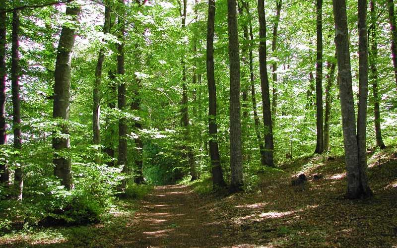 Haucourt-Moulaine : meurtre dans les bois