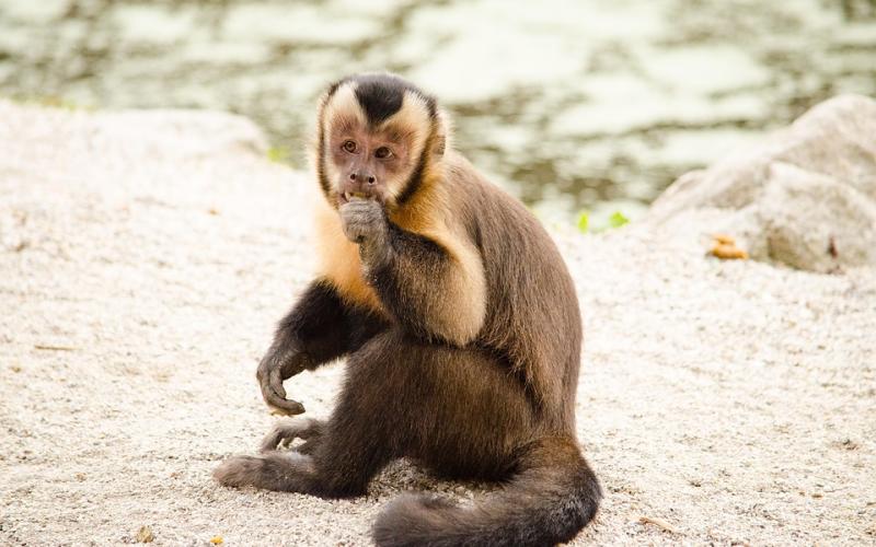 Hayange : le singe capucin toujours en vadrouille !
