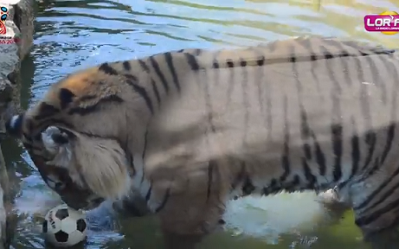 La Lorraine est Bleue ! Episode 2