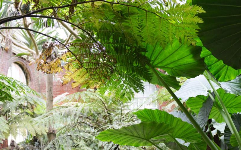 Le jardin botanique de Metz va fêter ses 150 ans