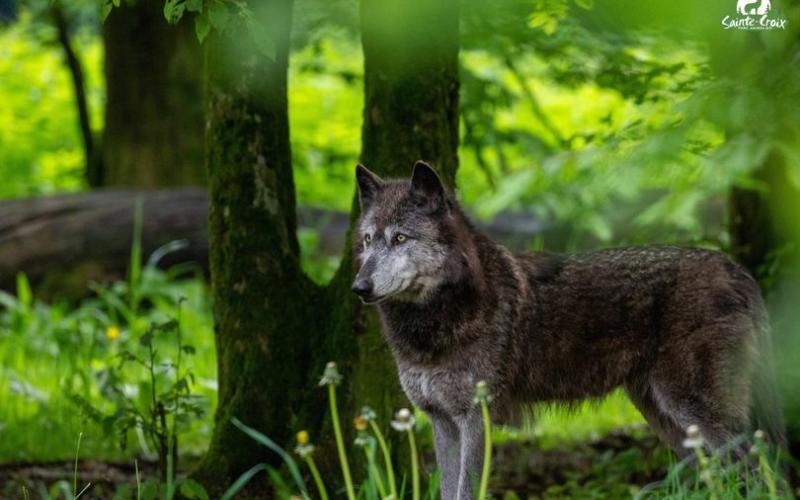 Le Parc de Sainte Croix, annonce le décès brutal d'une de ses louves
