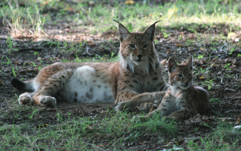 Le Parc de Sainte Croix et Carola s'associent en faveur de la conservation du Lynx !