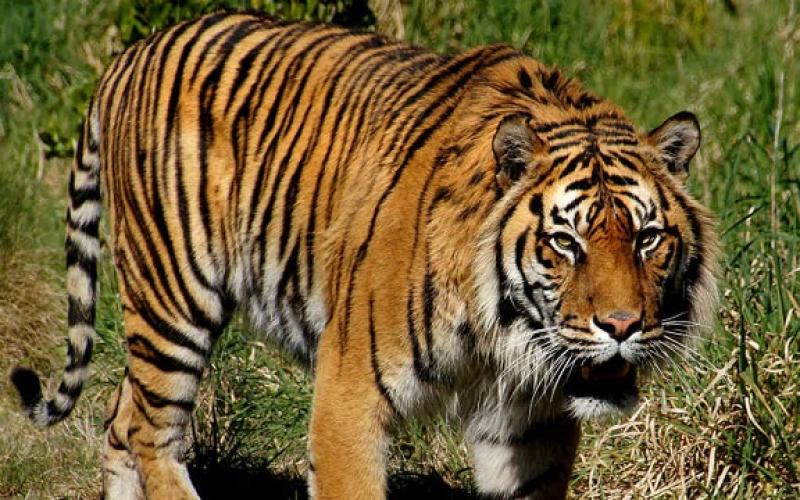 Le tigre à l'honneur au Zoo d'Amnéville à la fin du mois