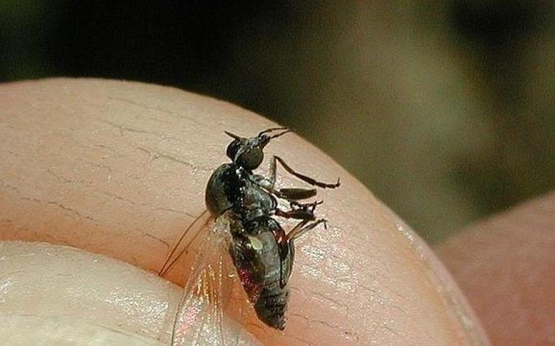 Lorraine: une petite mouche à l'origine de nombreuses piqûres