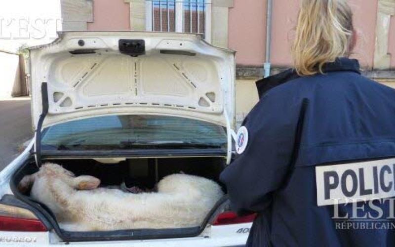 Lunéville : un veau mort retrouvé dans un coffre de voiture