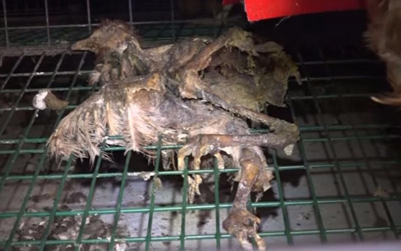 Maltraitance animale : l'association L214 dévoile une nouvelle vidéo choc