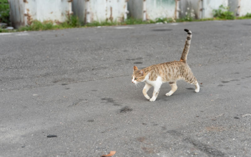 Metz : la ville va faire la chasse aux chats errants