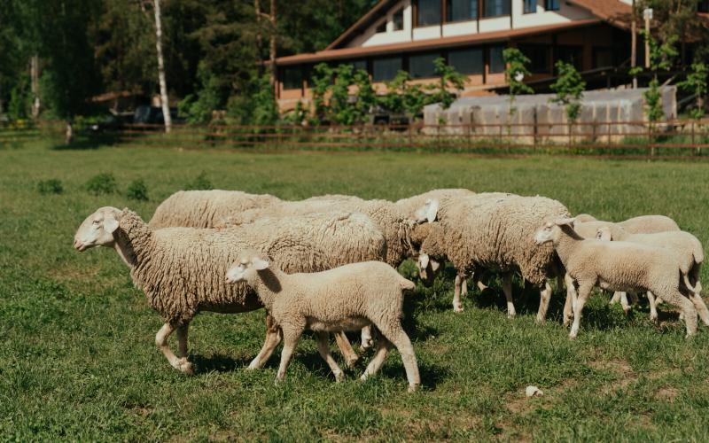 Meuse : les brebis encore victimes des loups ?