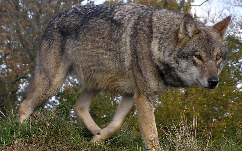 Meuse : Un bovin tué par un loup