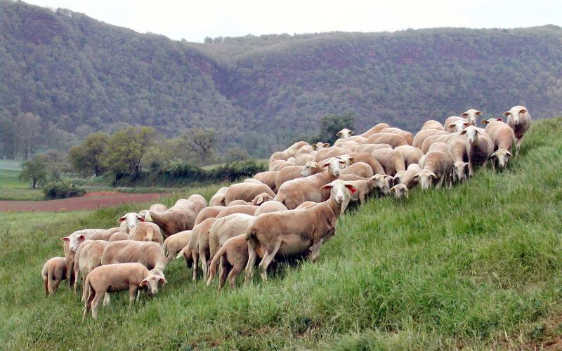 Meuse : Un loup s'attaque à un troupeau d'agneaux