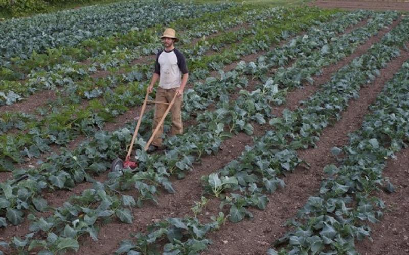 Moselle : une ferme bio, sur un ancien aéroport militaire 