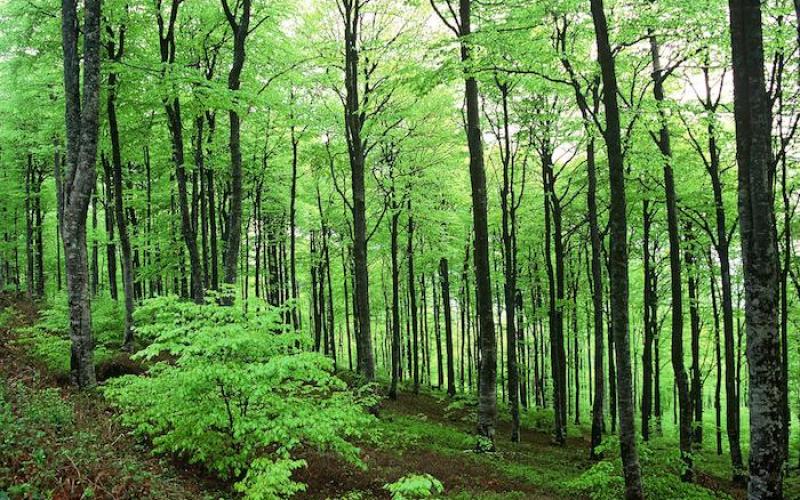 Nancy : 300 agents de l'ONF ont manifesté contre la privatisation de la gestion des forêts